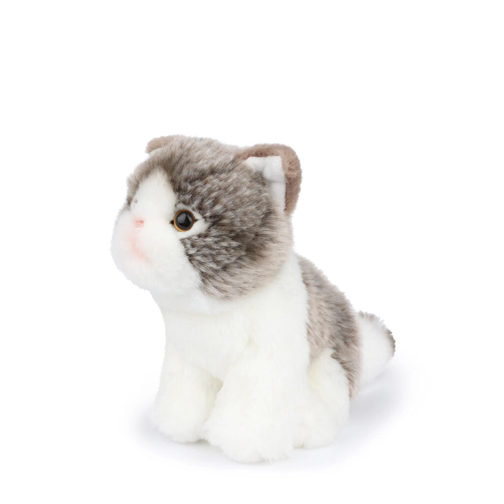B.T. Chaps  Amelie The Scottisch Fold in Giftbox - 17cm - 6.5