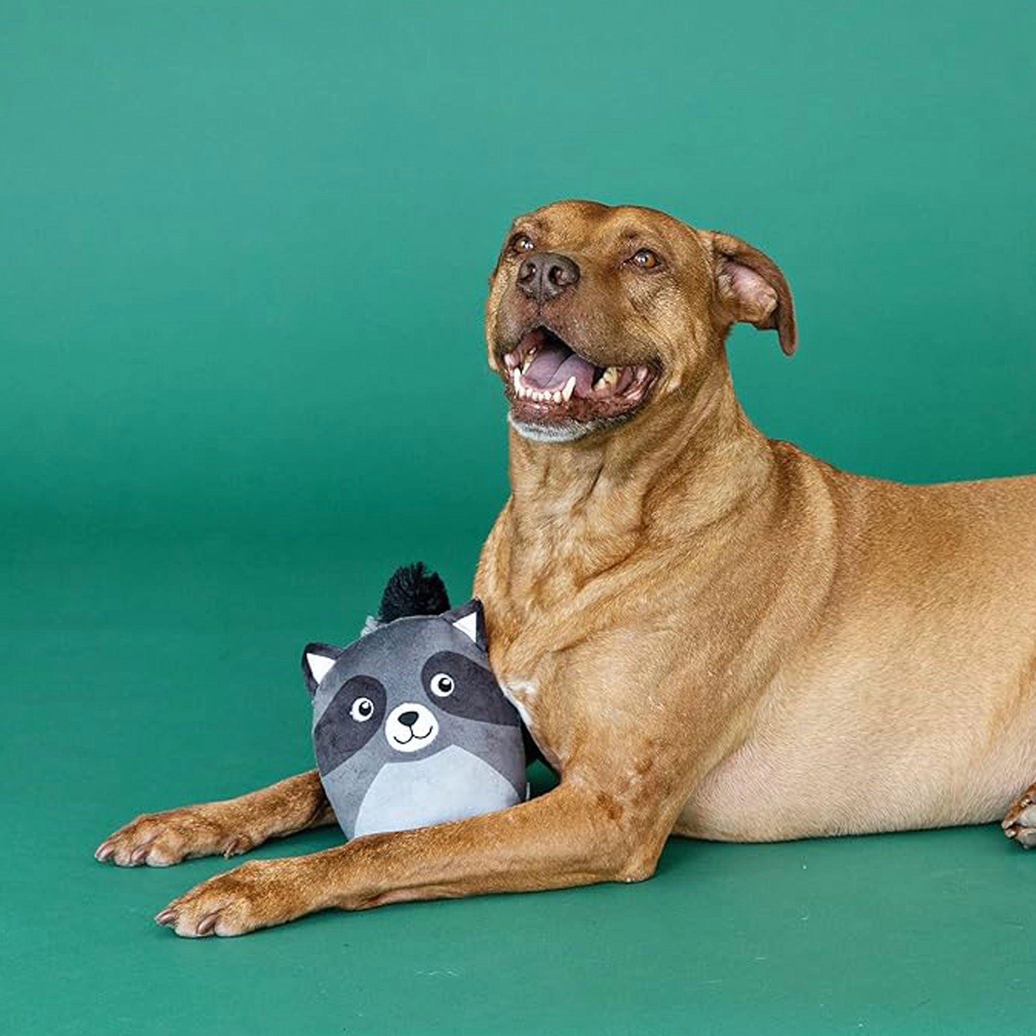 Fringe Rocky Racoon Dog Toy
