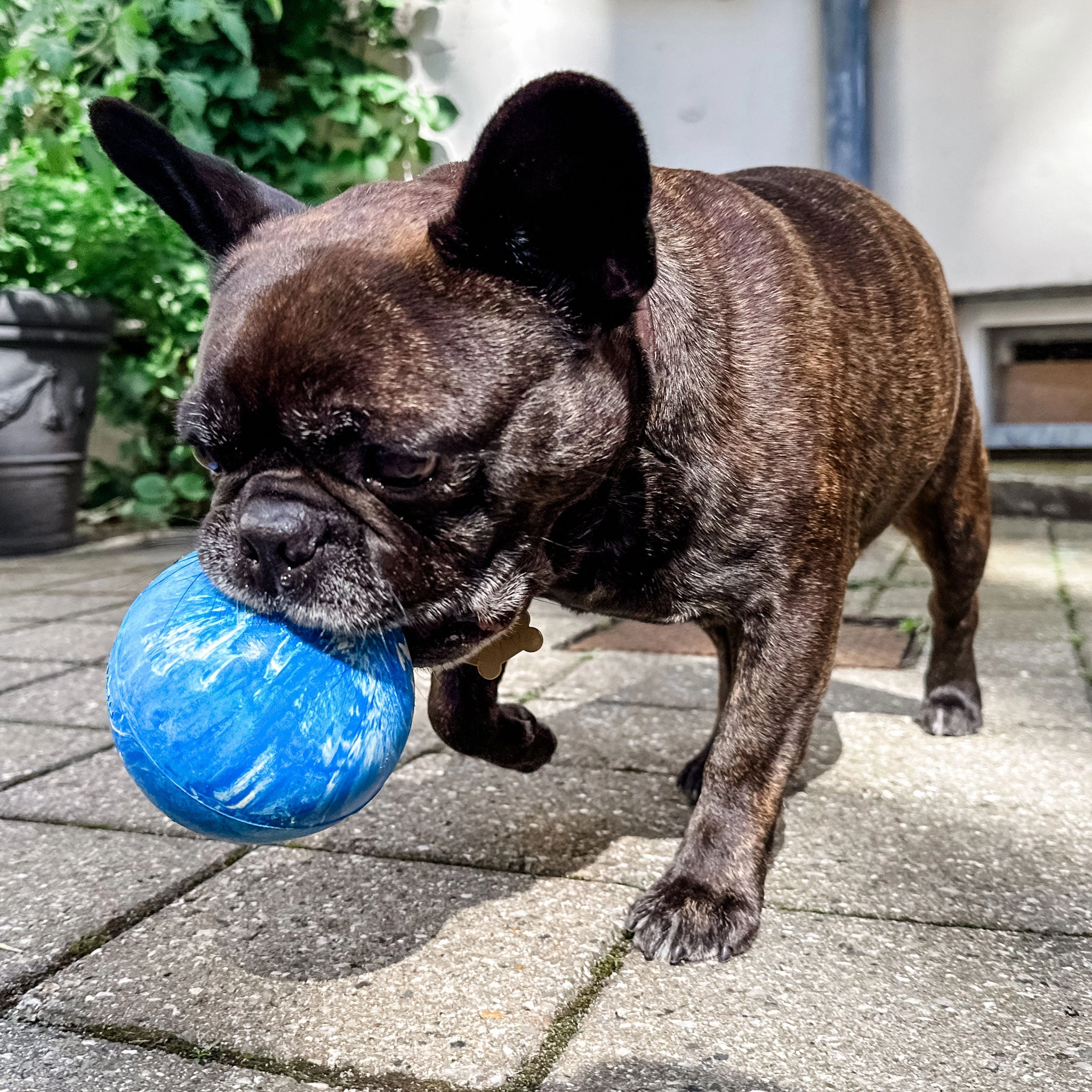 Hevea Planet Ball Blue Dog Toys