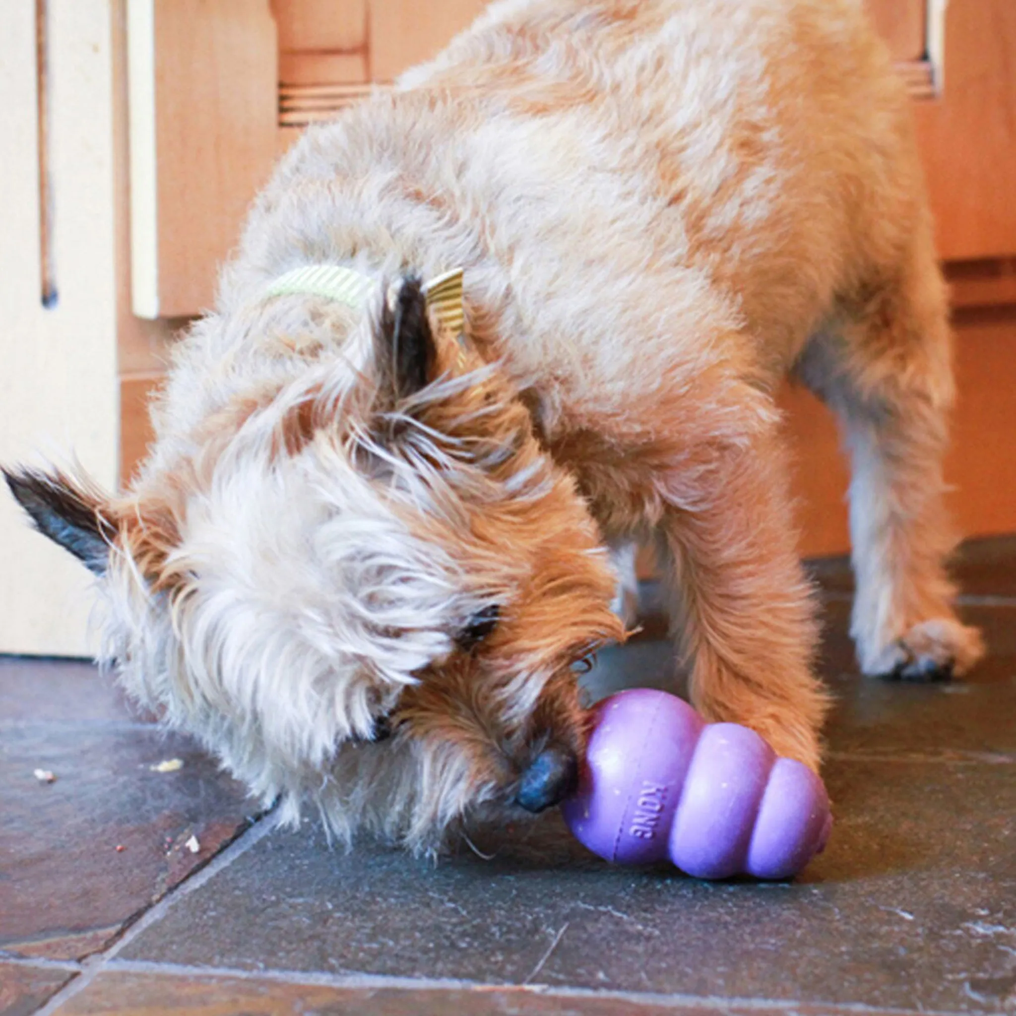 Kong Classic Senior Purple Dog Toys