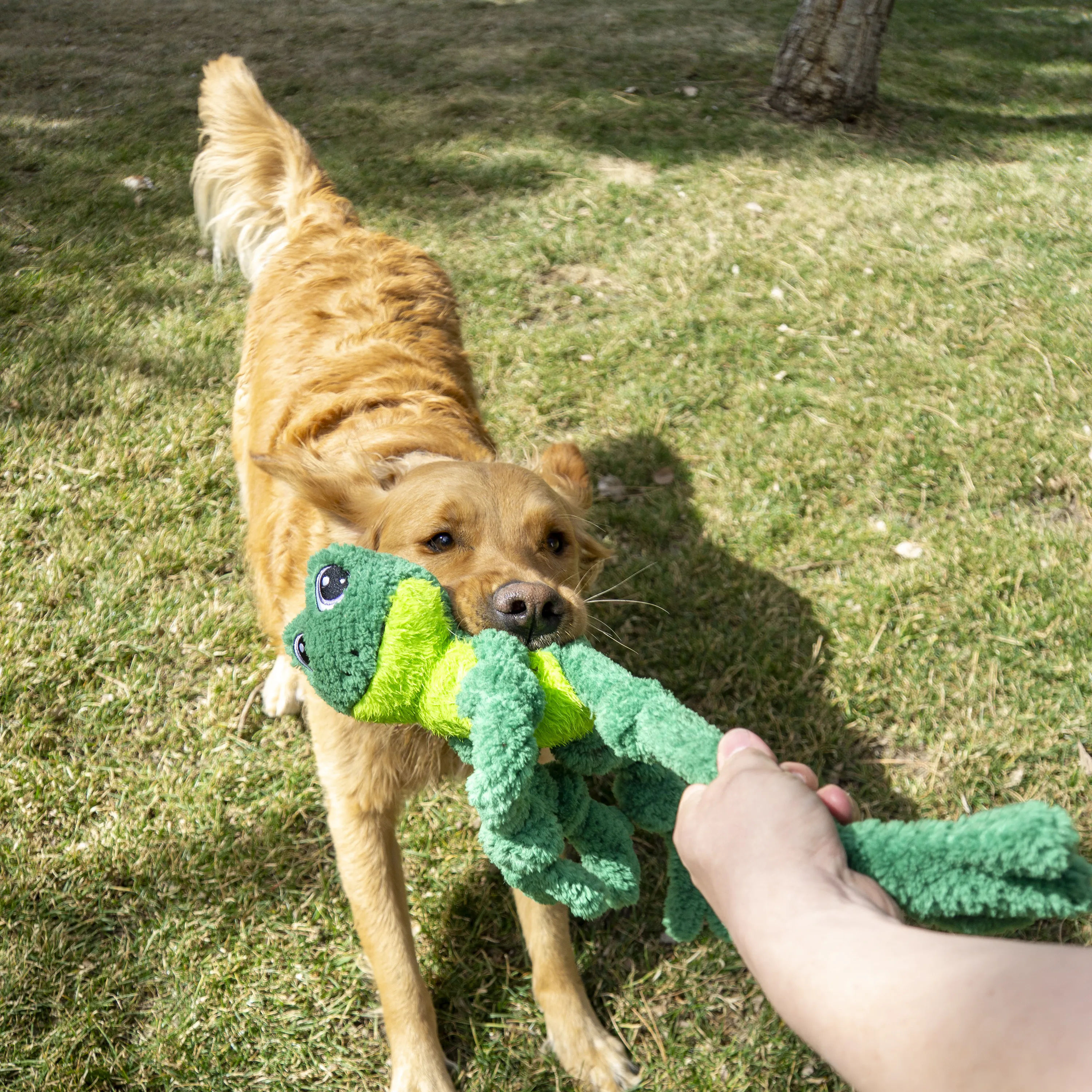 KONG Knots Frog Assorted Dog Toy