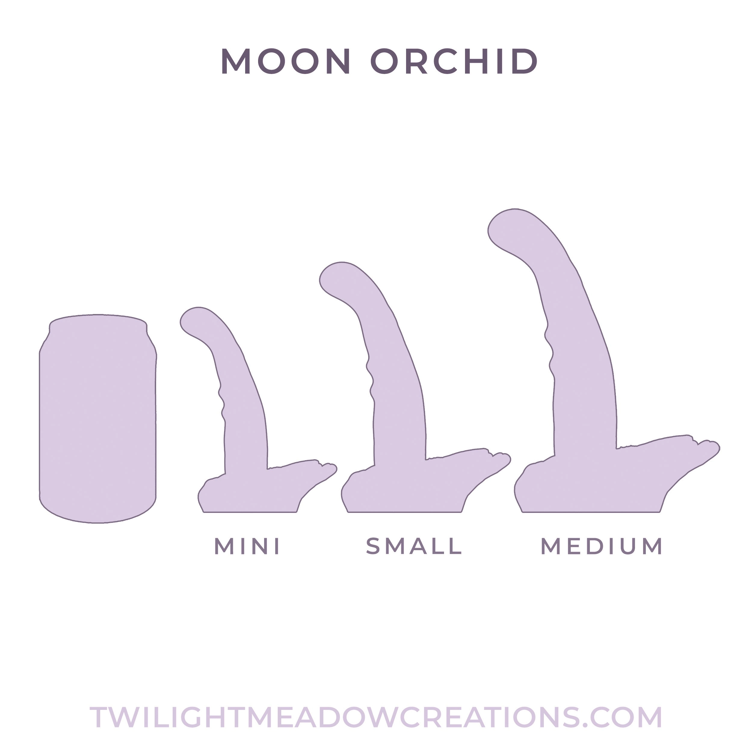 Mini Moon Orchid (Firmness: Firm)