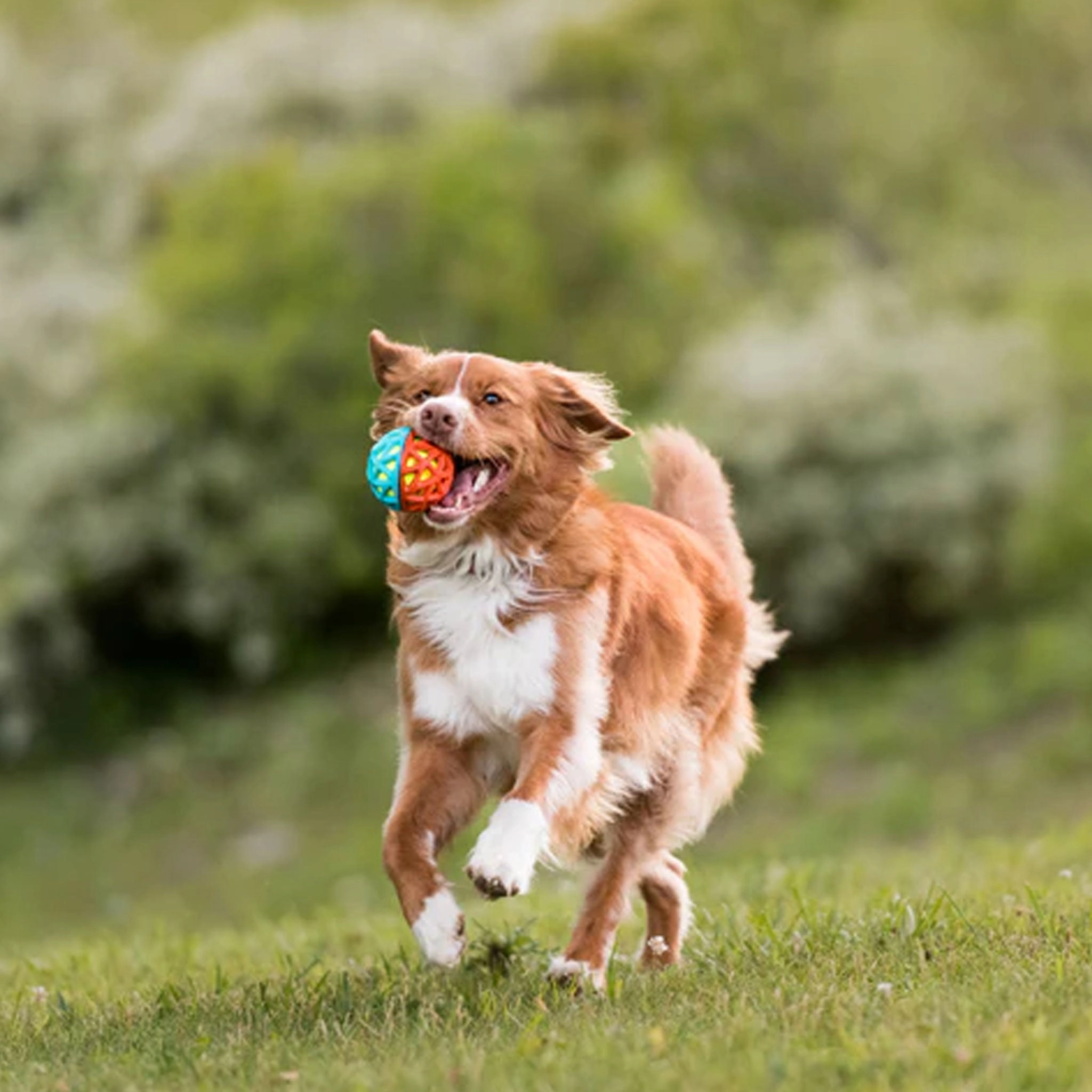 P.L.A.Y. Astro Ball Orange & Blue Dog Toys