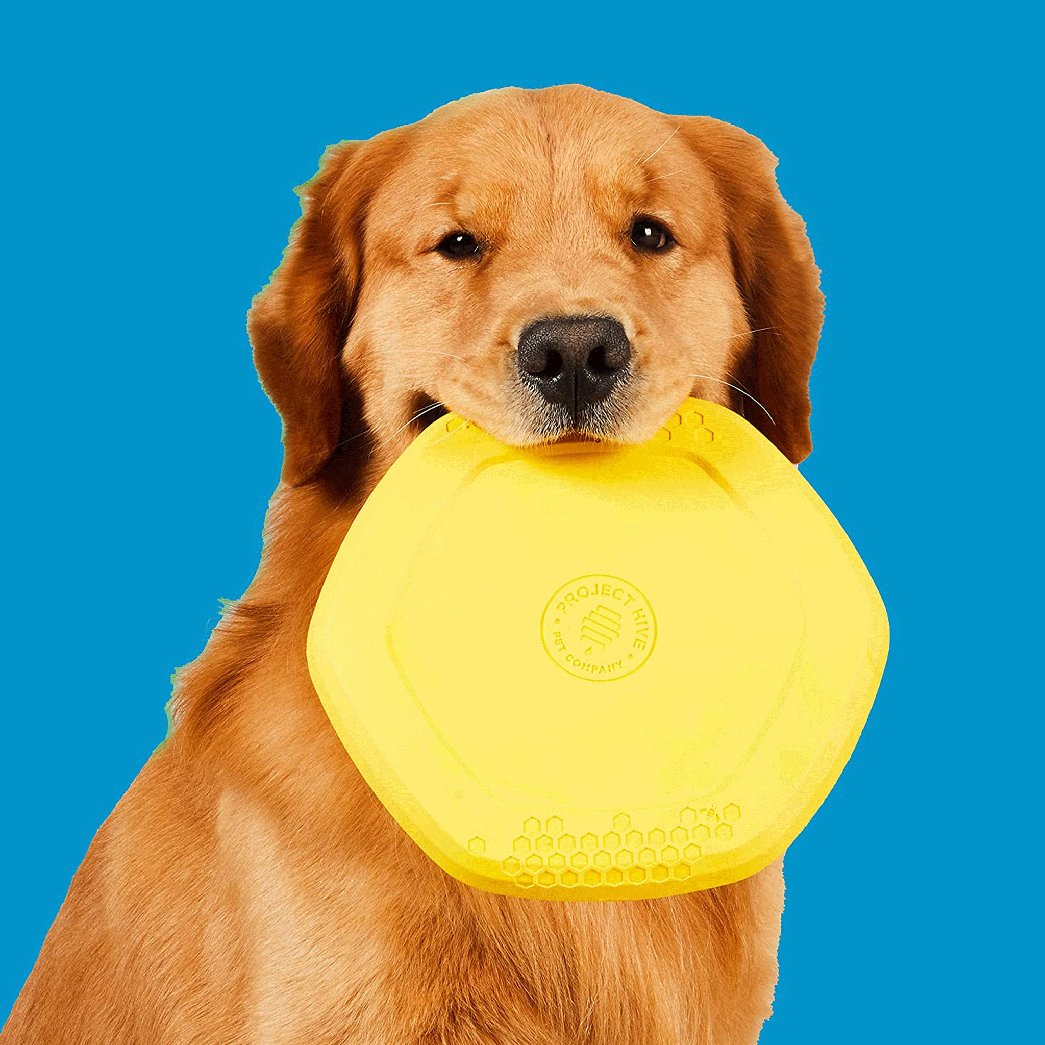 Project Hive Disc Toy