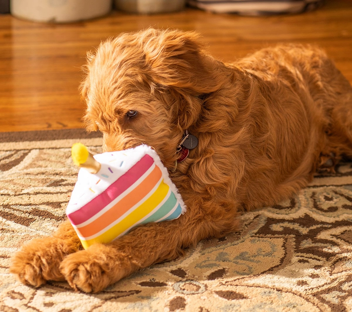 ThoozyPet Birthday Layer Cake Plush Dog Toy