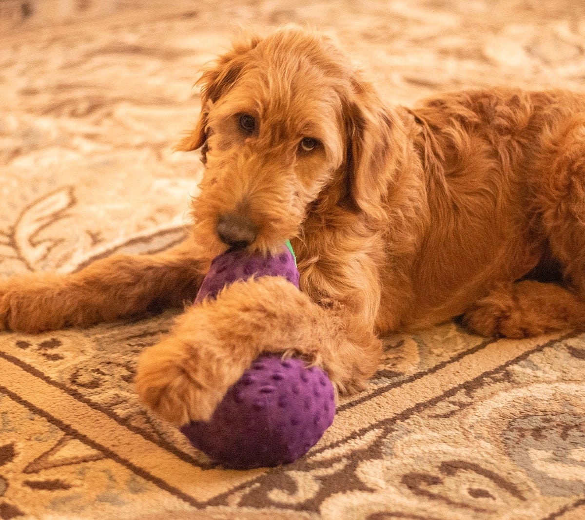 ThoozyPet Eggplant Plush Dog Toy